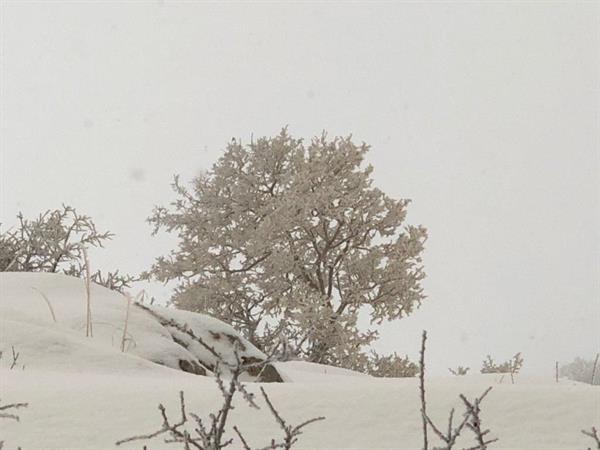 در یک روز برفی قله سفید پوش بیستون زا توسط گروه کوهنوردی دانشگاه فتح گردید